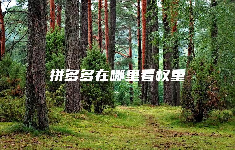 拼多多在哪里看权重