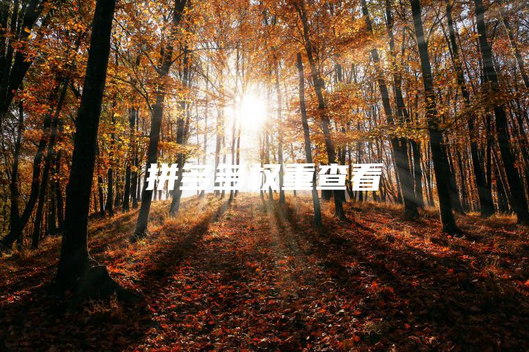 拼多多权重查看