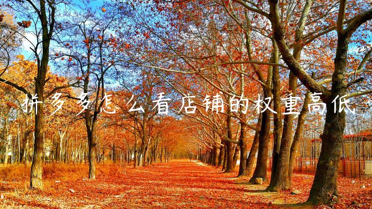 拼多多怎么看店铺的权重高低