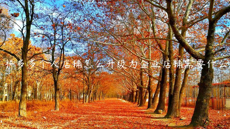 拼多多个人店铺怎么升级为企业店铺需要什么 拼多多个人店铺怎么升级为企业店铺需要什么