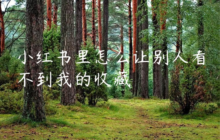 小红书里怎么让别人看不到我的收藏 小红书里怎么让别人看不到我的收藏