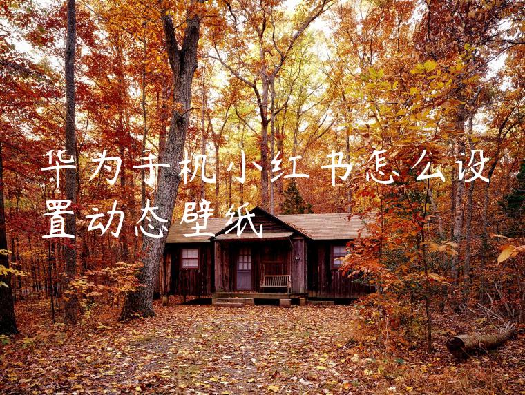 华为手机小红书怎么设置动态壁纸 华为手机小红书怎么设置动态壁纸