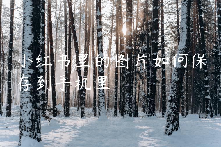 小红书里的图片如何保存到手机里 小红书里的图片如何保存到手机里