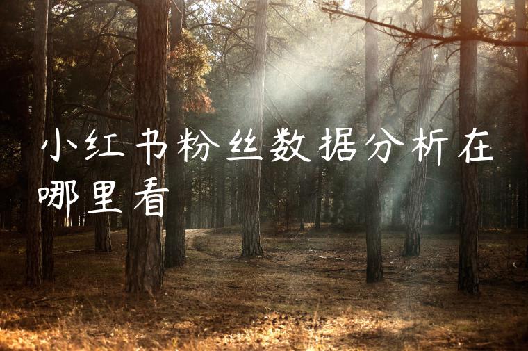 小红书粉丝数据分析在哪里看