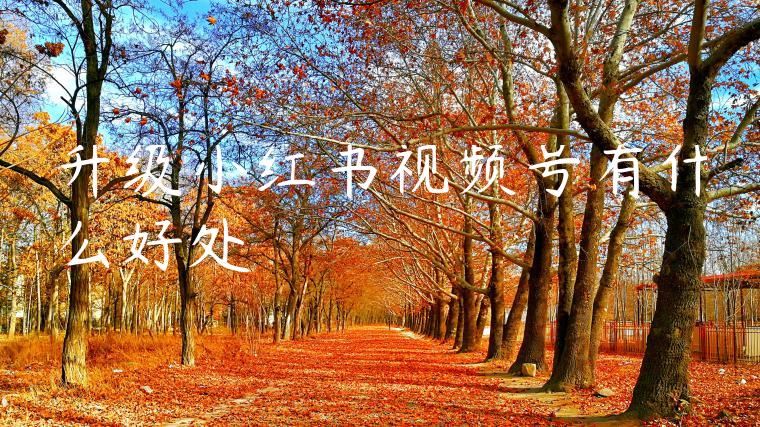 升级小红书视频号有什么好处 升级小红书视频号有什么好处