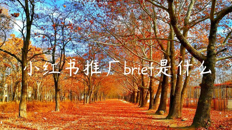 小红书推广brief是什么 小红书推广brief是什么