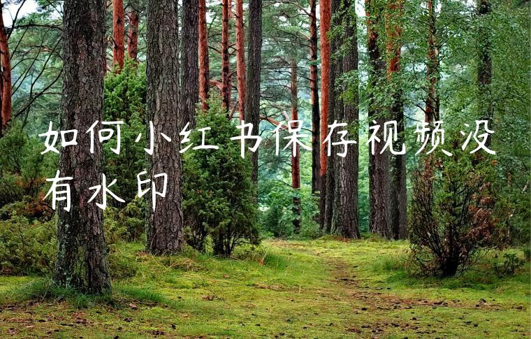 如何小红书保存视频没有水印