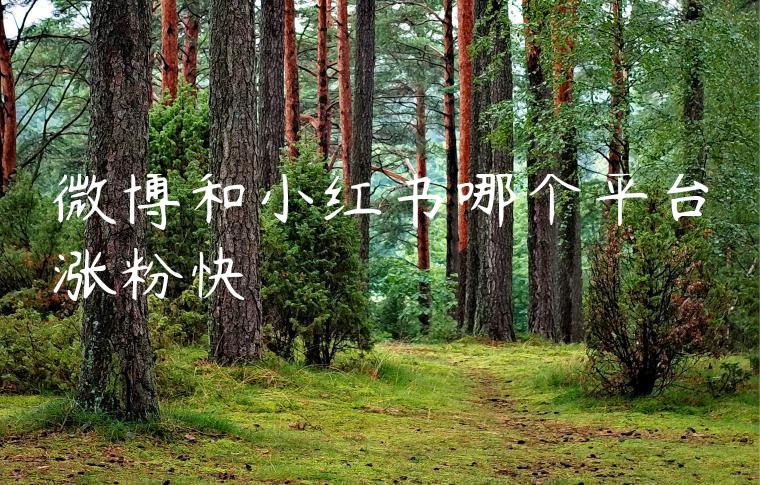 微博和小红书哪个平台涨粉快 微博和小红书哪个平台涨粉快