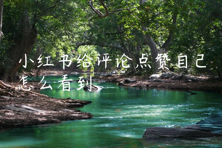 小红书给评论点赞自己怎么看到