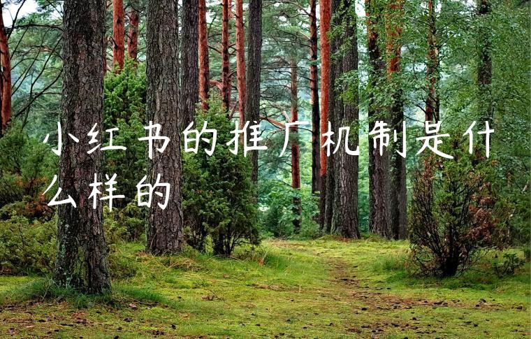 小红书的推广机制是什么样的