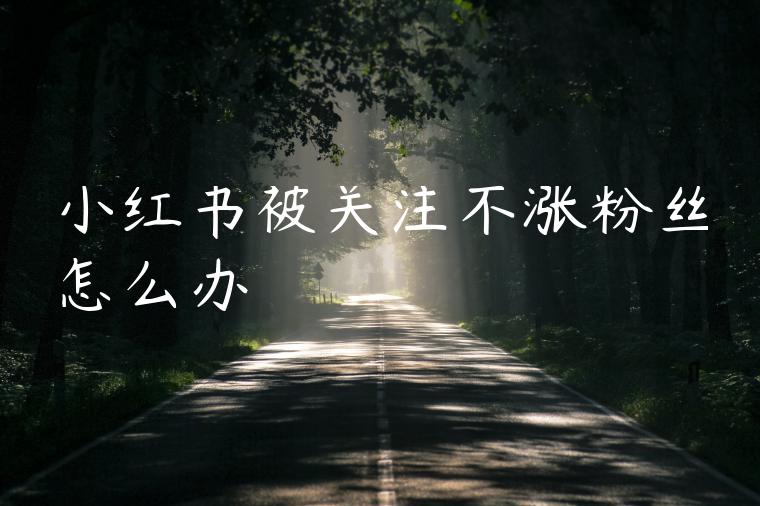 小红书被关注不涨粉丝怎么办