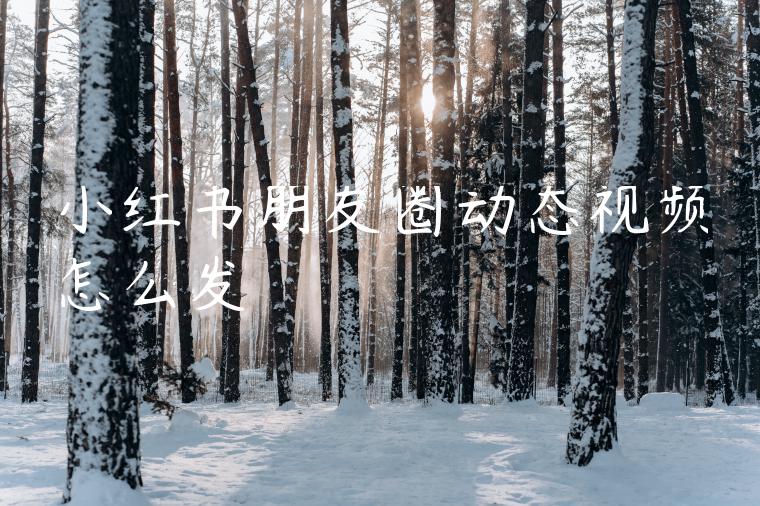 小红书朋友圈动态视频怎么发 小红书朋友圈动态视频怎么发