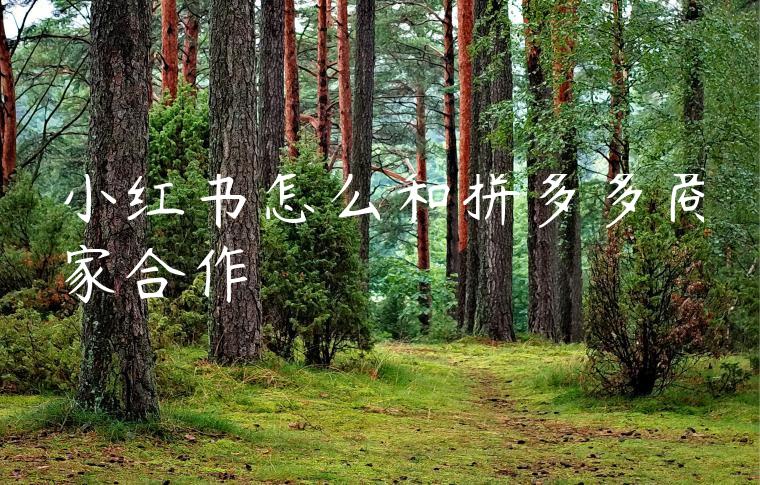 小红书怎么和拼多多商家合作 小红书怎么和拼多多商家合作