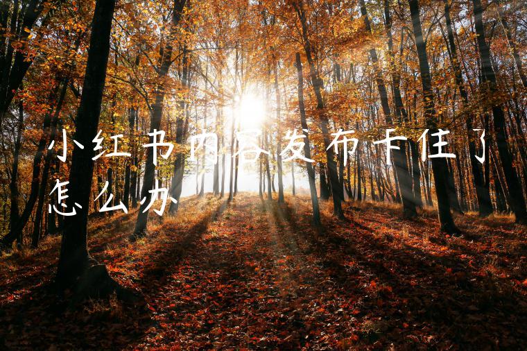 小红书内容发布卡住了怎么办