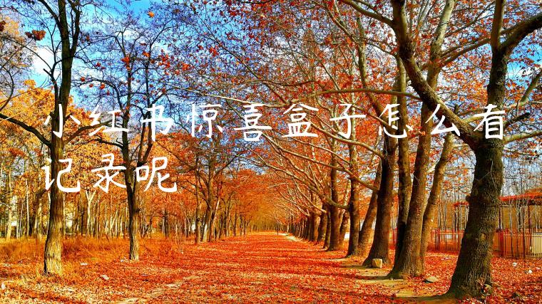 小红书惊喜盒子怎么看记录呢