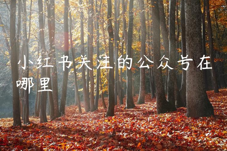 小红书关注的公众号在哪里 小红书关注的公众号在哪里