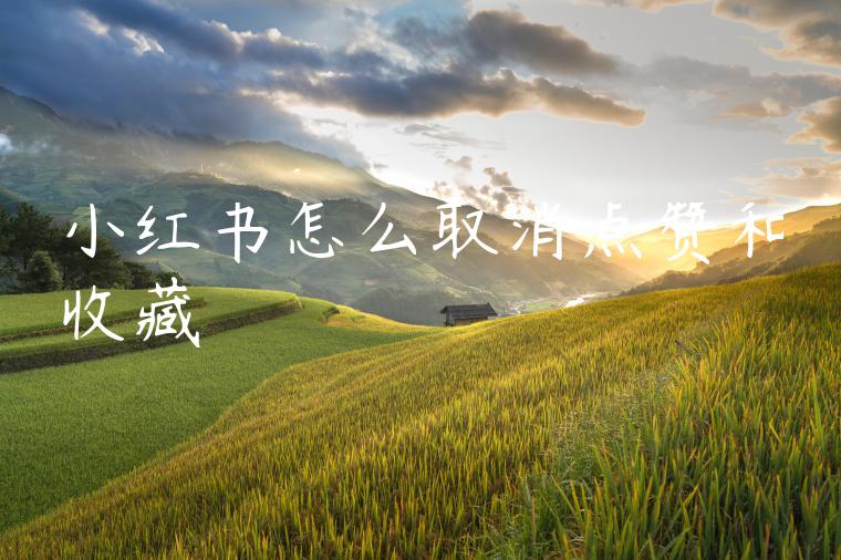 小红书怎么取消点赞和收藏 小红书怎么取消点赞和收藏