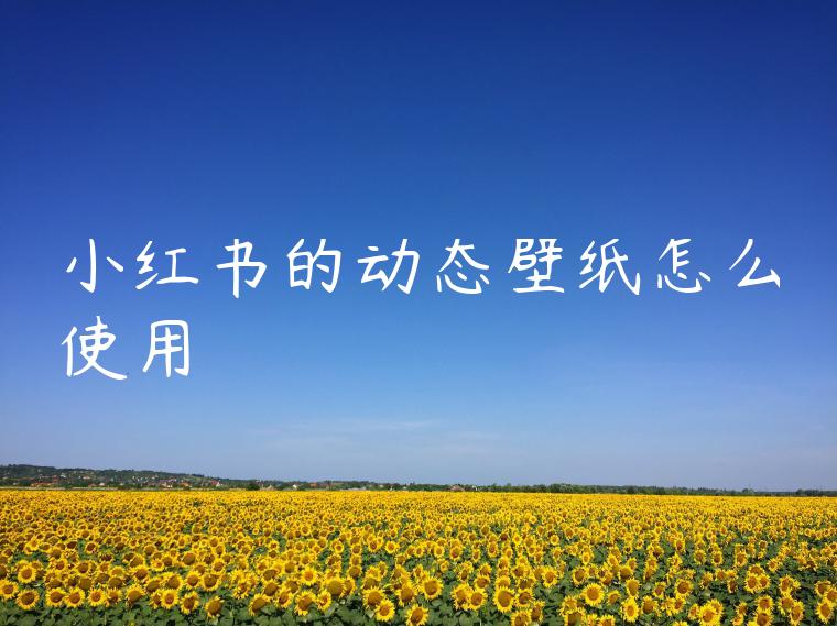 小红书的动态壁纸怎么使用