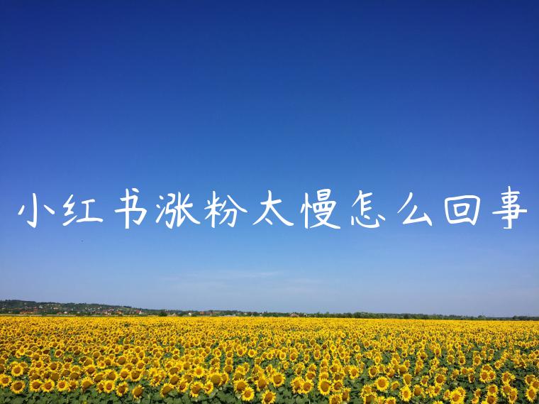 小红书涨粉太慢怎么回事 小红书涨粉太慢怎么回事