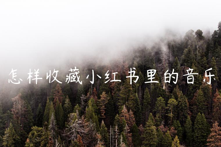 怎样收藏小红书里的音乐 怎样收藏小红书里的音乐