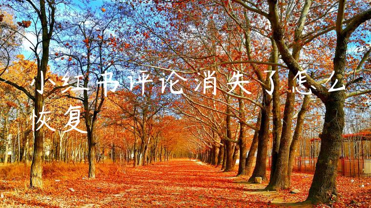 小红书评论消失了怎么恢复 小红书评论消失了怎么恢复