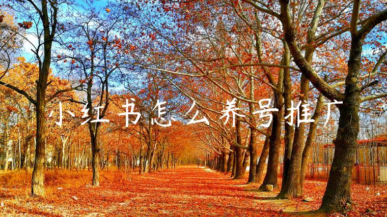 小红书怎么养号推广 小红书怎么养号推广