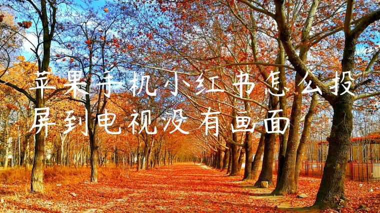 苹果手机小红书怎么投屏到电视没有画面 苹果手机小红书怎么投屏到电视没有画面